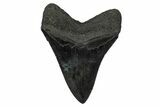 Serrated, Fossil Megalodon Tooth - South Carolina #345788-2